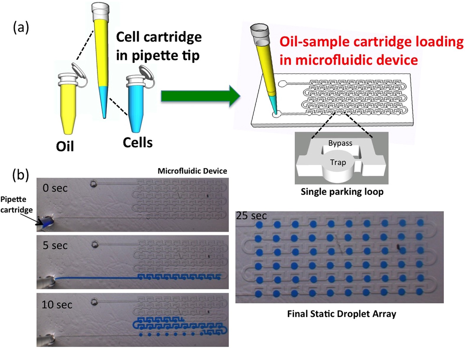 Microfluidic cell isolation technology for drug testing of single tumor  cells and their clusters | Scientific Reports