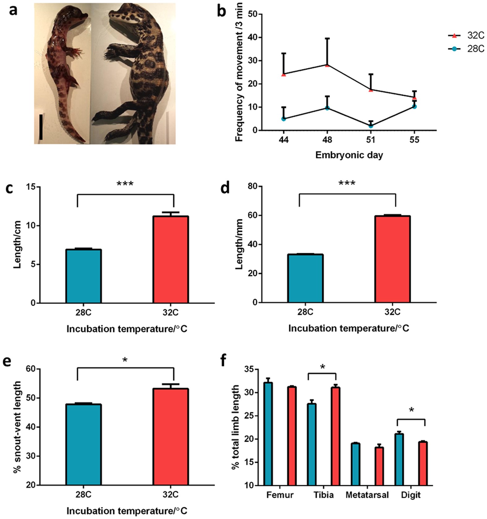 Limb proportions show developmental plasticity in response to embryo  movement | Scientific Reports