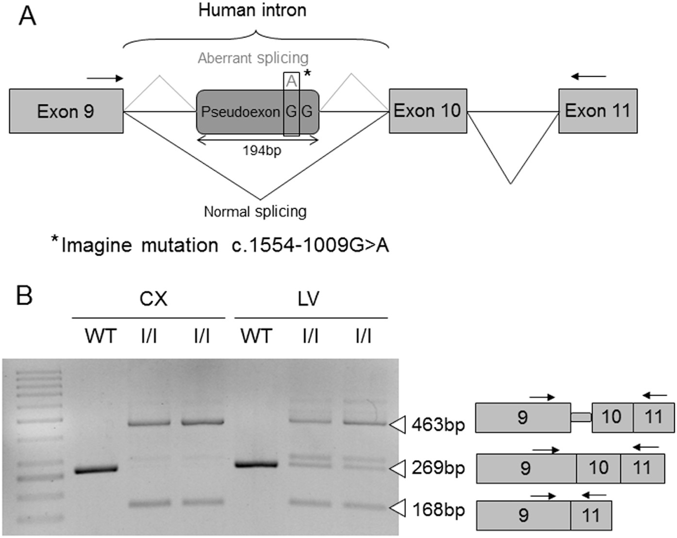 Rare Diseases India on X: Niemann-Pick is a rare, inherited