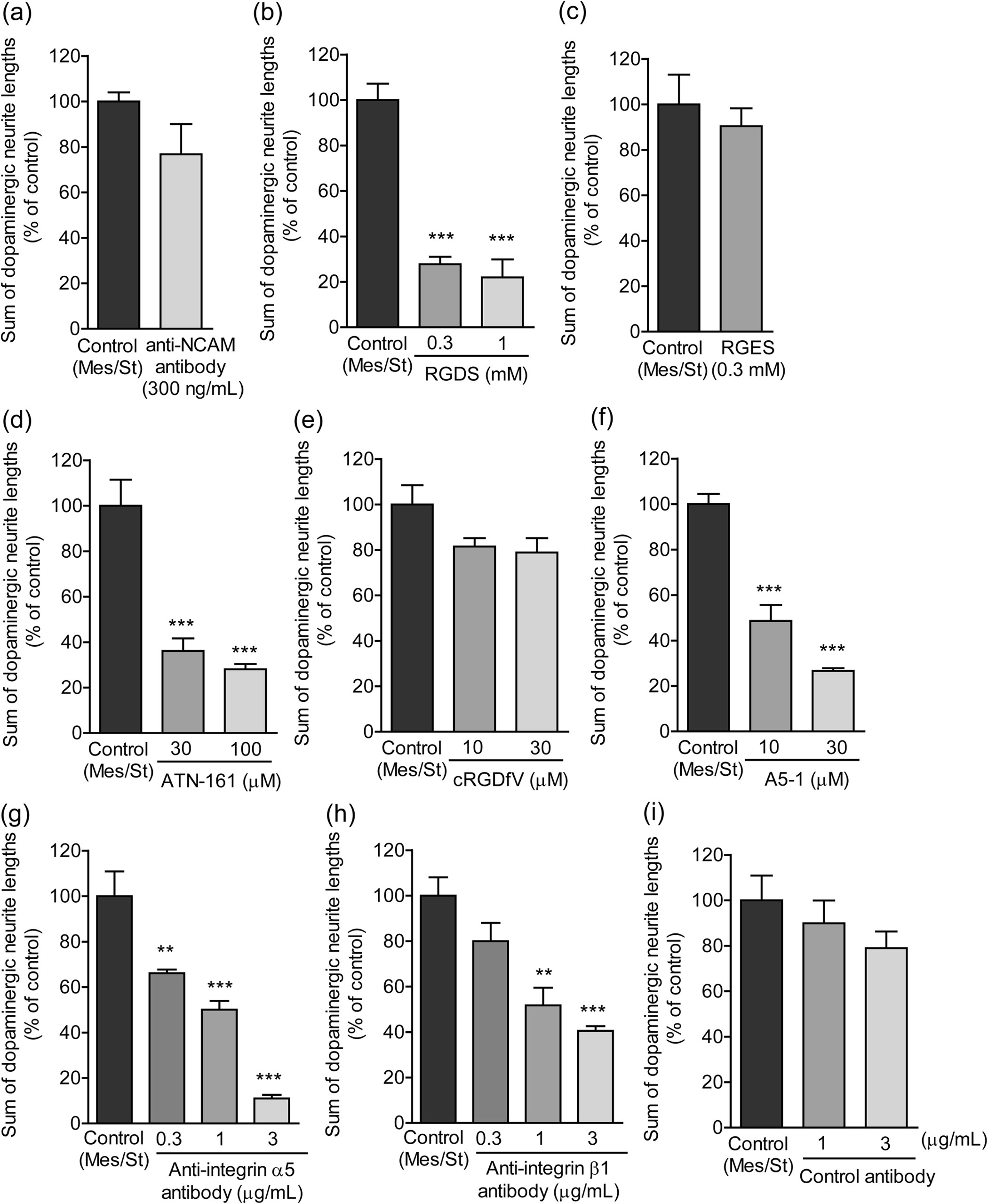 Figure 2: Involvement of cell adhesion molecules in dopaminergic neurite outgrowth to the striatal cell region.