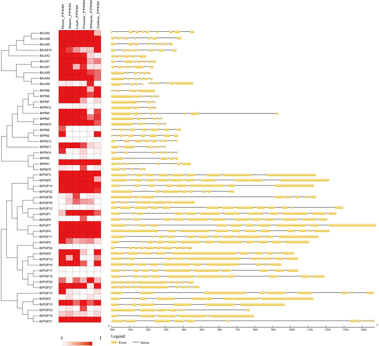 Genome-wide transcriptome analysis reveals molecular pathways involved in  leafy head formation of Chinese cabbage (Brassica rapa)