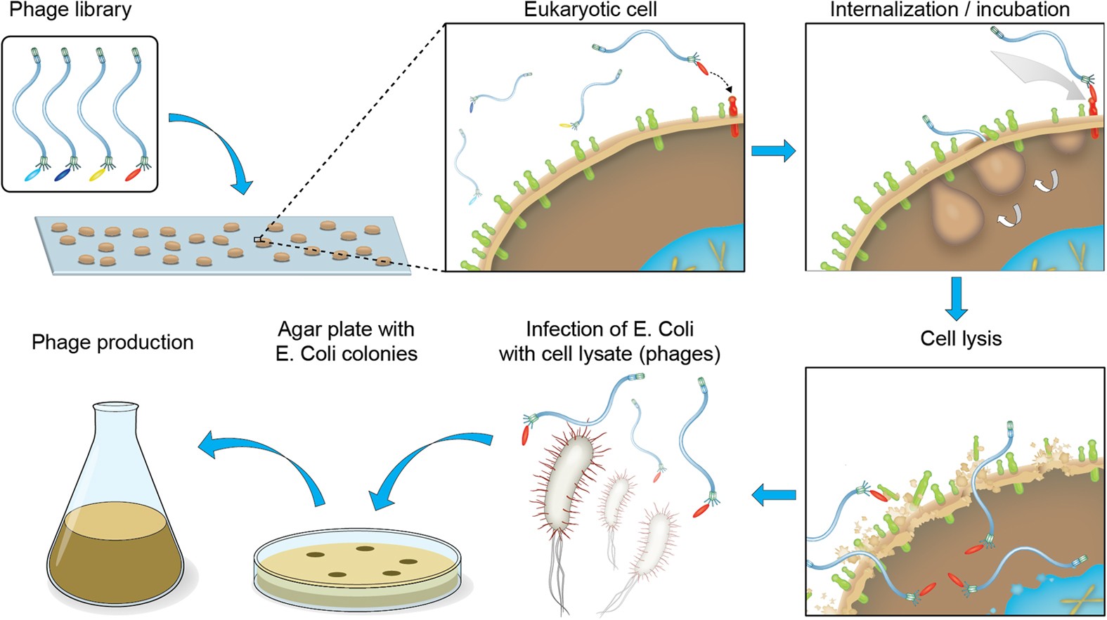 Targeting of phage particles towards endothelial cells by