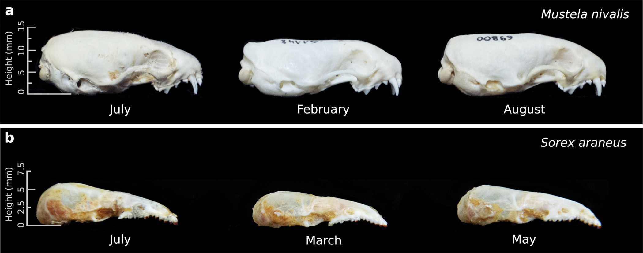 Profound seasonal shrinking and regrowth of the ossified braincase in  phylogenetically distant mammals with similar life histories | Scientific  Reports, image size:2100x829