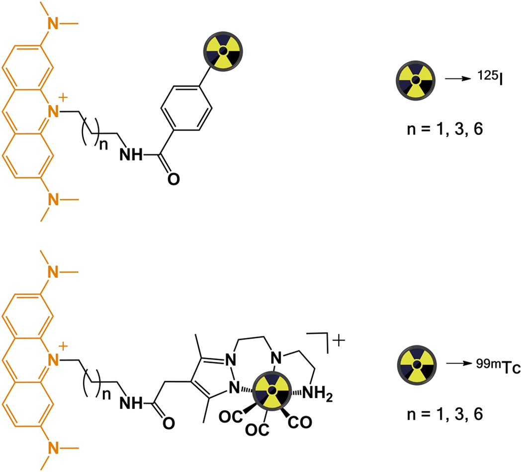 Evaluation Of Acridine Orange Derivatives As Dna Targeted Radiopharmaceuticals For Auger Therapy Influence Of The Radionuclide And Distance To Dna Scientific Reports