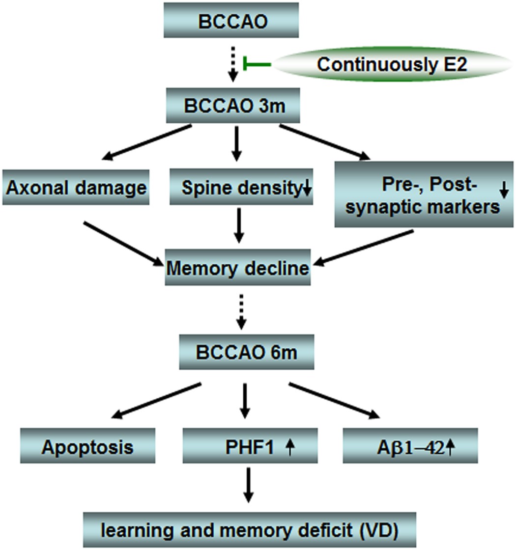 Figure 8: Summary diagram of the proposed mechanisms underlying progressive lesions in vascular dementia and the benificial effects of E2 administration during the first 3 months of BCCAO.