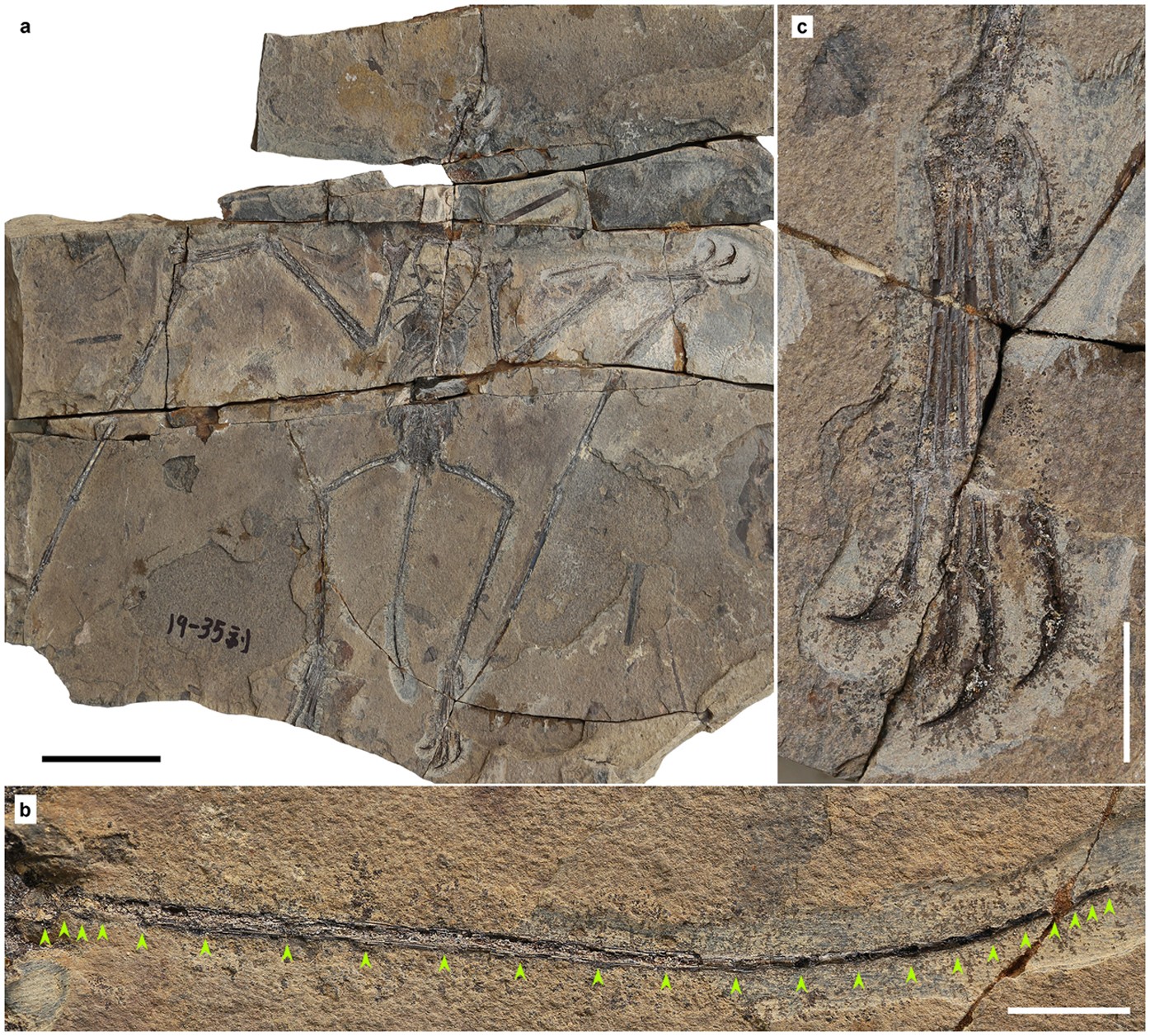 Kryptodrakon progenitor Basal Member of the Pterodactyloidea