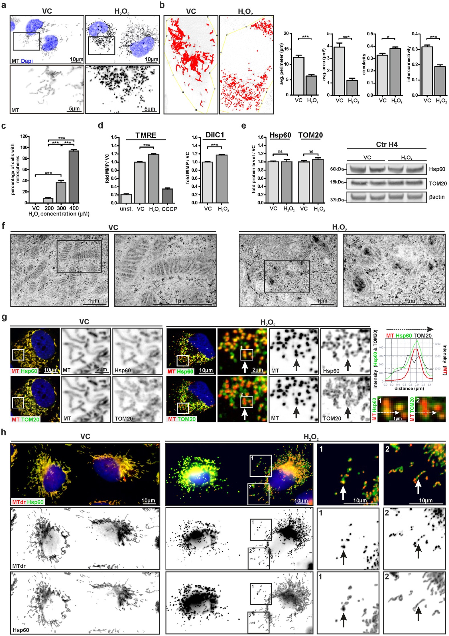 Alpha Synuclein Prevents The Formation Of Spherical Mitochondria And Apoptosis Under Oxidative Stress Scientific Reports