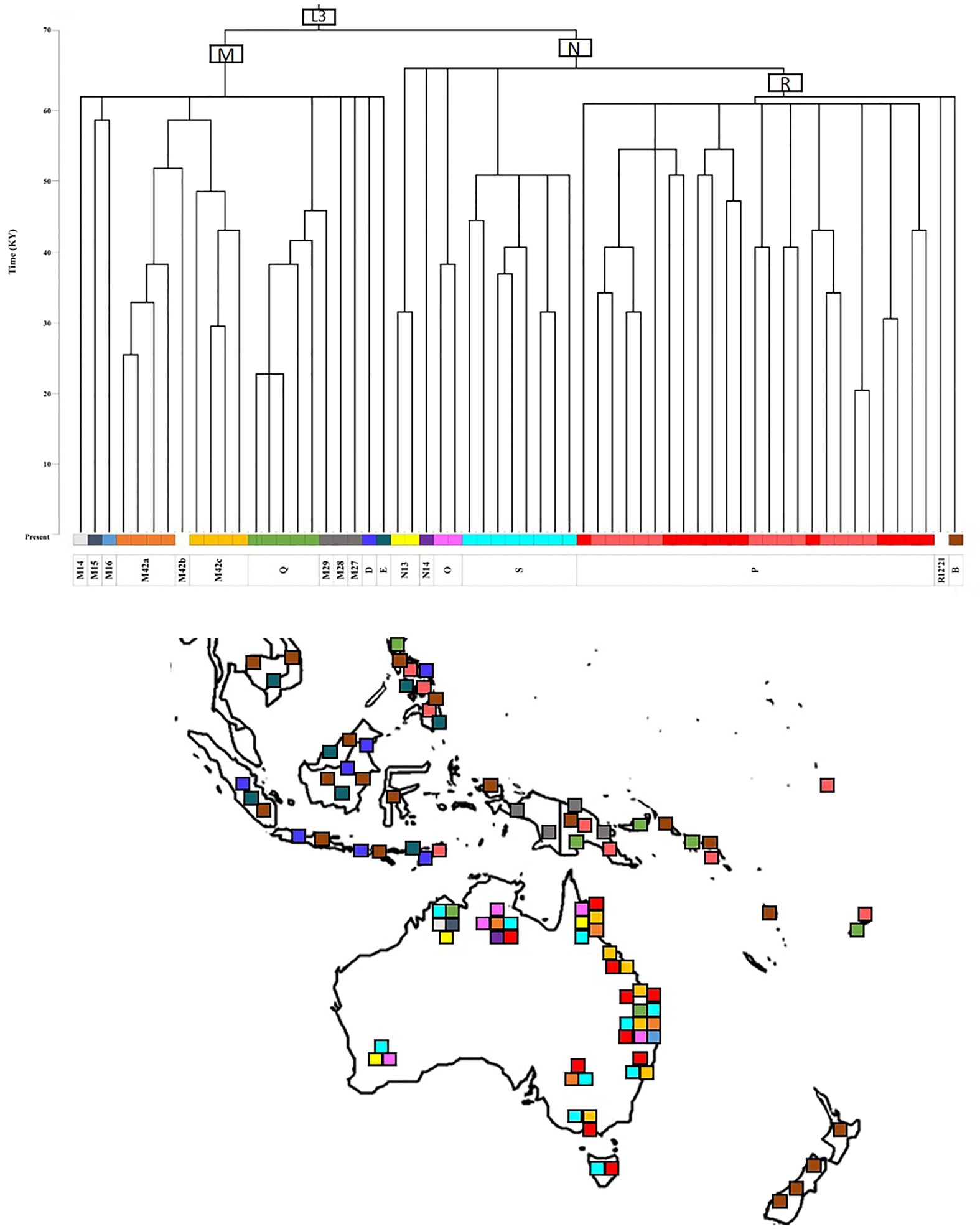 Australian mitochondrial genome variation – an increased understanding of population and diversity | Scientific Reports