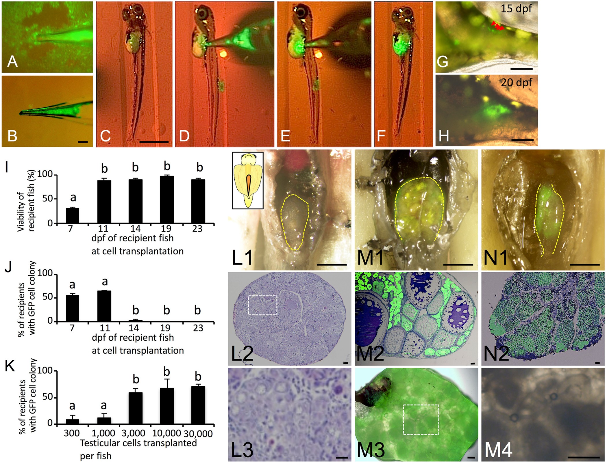 Figure 2: Transplantability of testicular cells retrieved from cryopreserved whole testes.