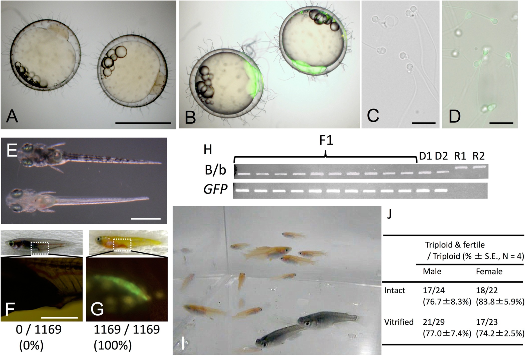 Figure 3: Production of functional gametes and medaka individuals derived from cryopreserved whole testes.