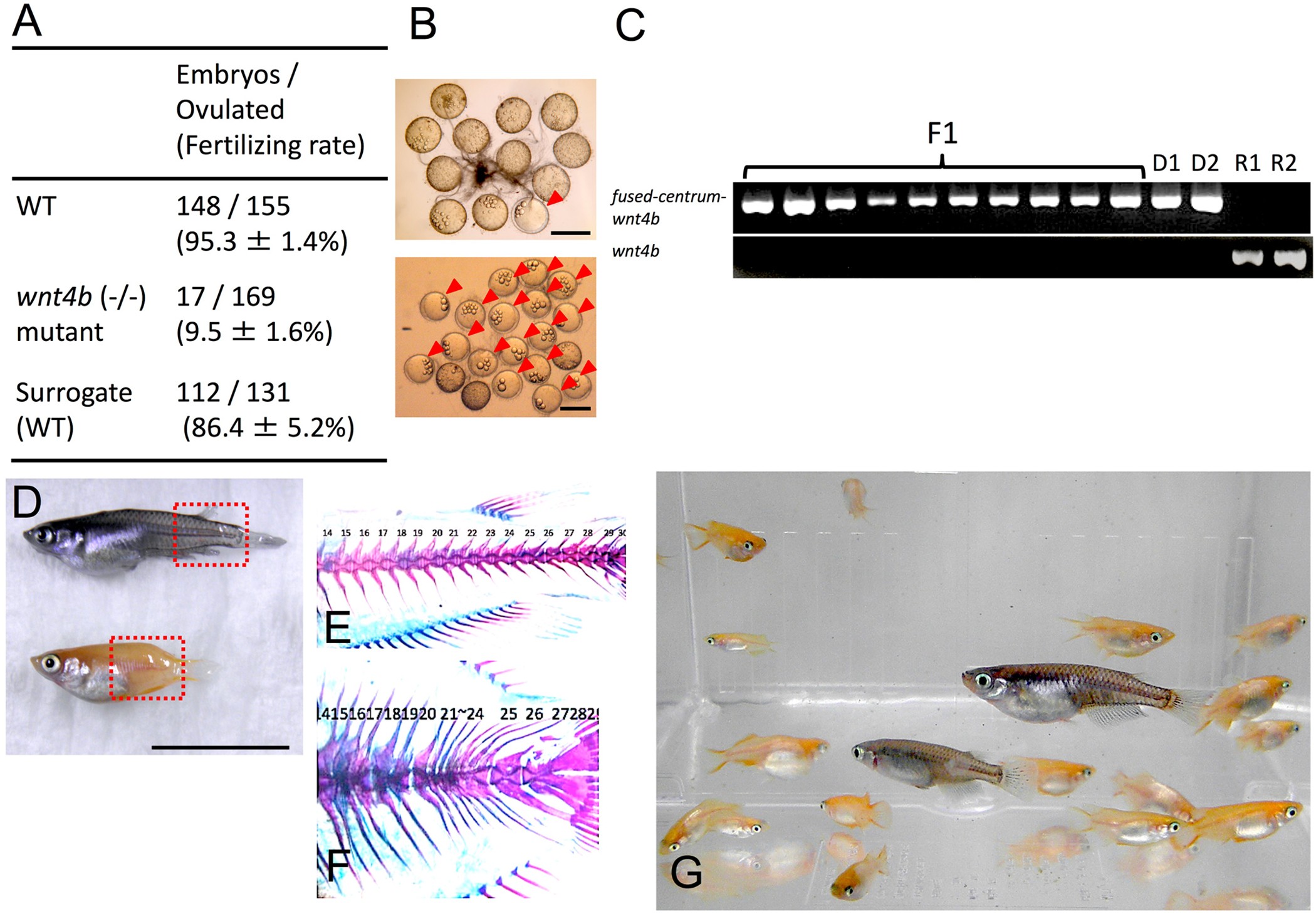 Figure 5: Production of sub-fertile mutants derived from cryopreserved TCs.