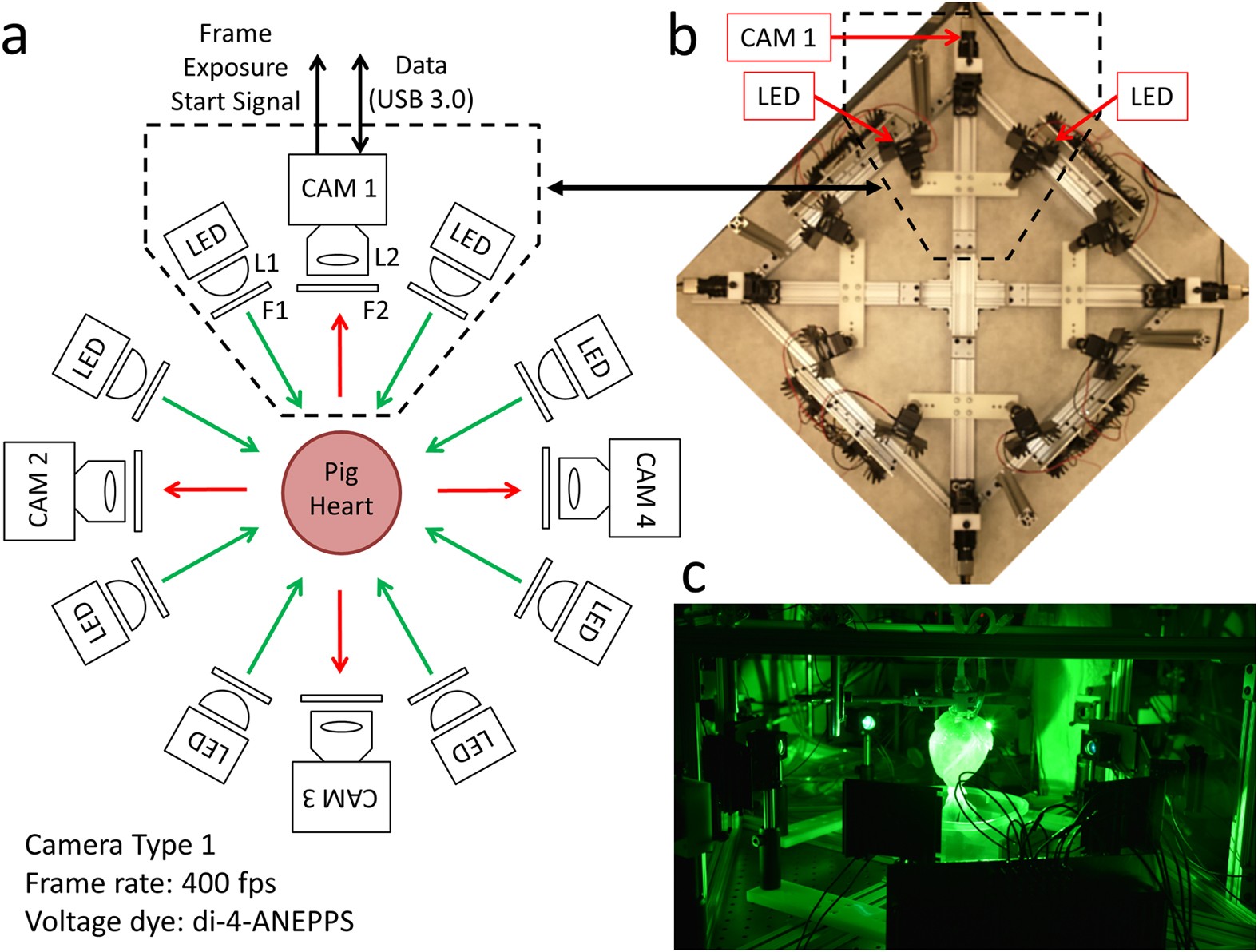 Low Cost Optical Mapping Systems For Panoramic Imaging Of Complex Arrhythmias And Drug Action In Translational Heart Models Scientific Reports