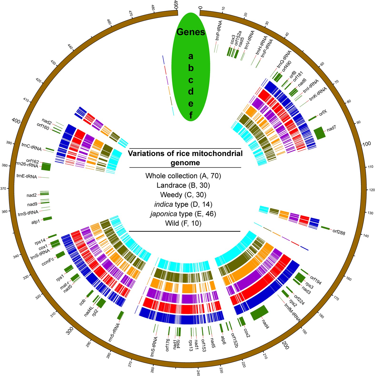 Genoma de la horticultura mitocondrial