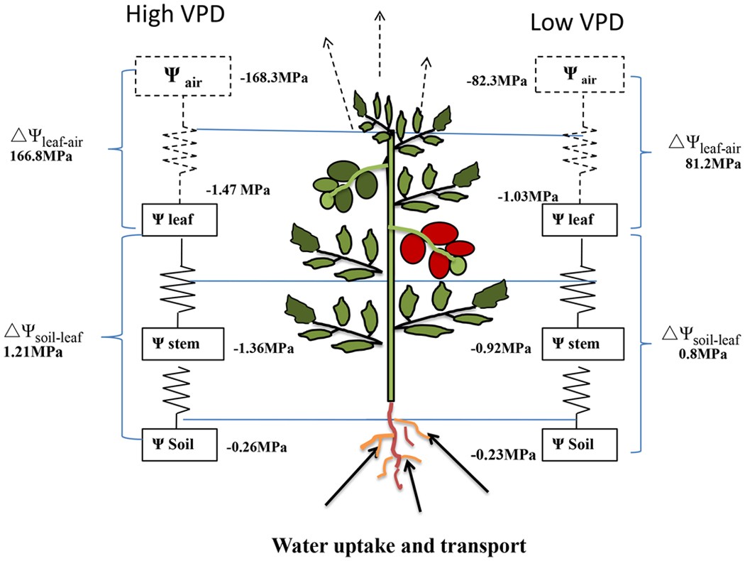 Vapour pressure deficit control in relation to water transport and water  productivity in greenhouse tomato production during summer | Scientific  Reports