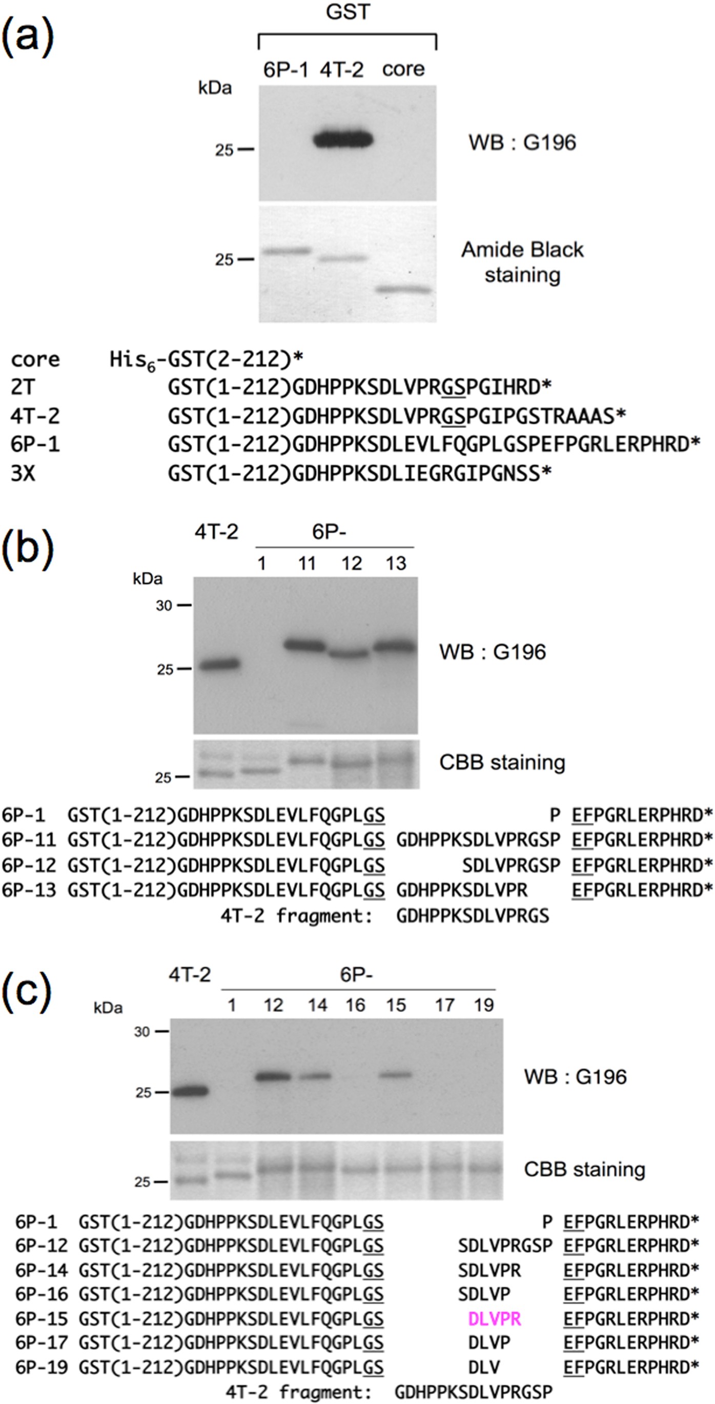 G196 epitope tag system: a novel monoclonal antibody, G196, recognizes the  small, soluble peptide DLVPR with high affinity | Scientific Reports
