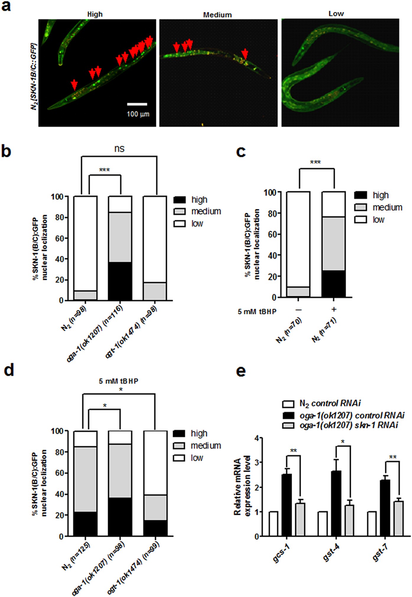 elegans glutathione cytosol O-GlcNAcylation of SKN-1 modulates the lifespan and oxidative stress  resistance in Caenorhabditis elegans