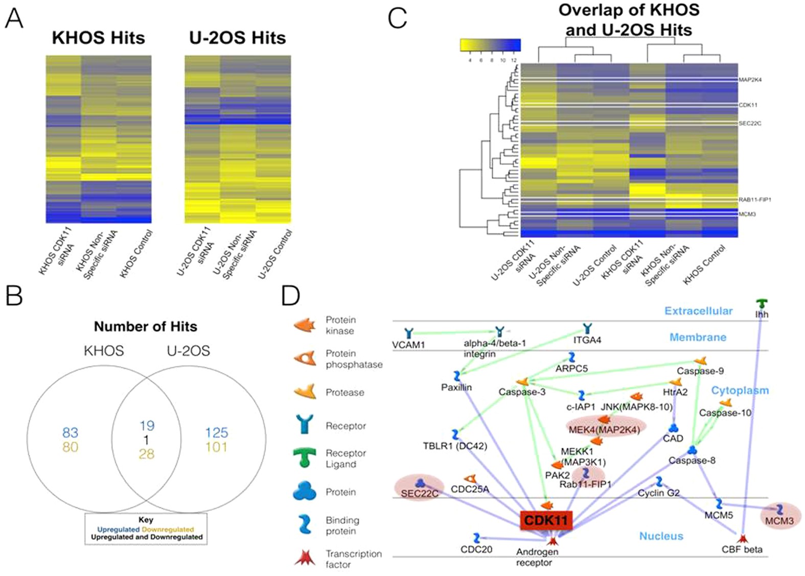 Care pastel Persuasion Androgen receptor is a potential novel prognostic marker and oncogenic target in osteosarcoma with dependence on CDK11 | Scientific Reports Care pastel Persuasion Androgen receptor is a potential novel prognostic marker and oncogenic target in osteosarcoma with dependence on CDK11 | Scientific Reports