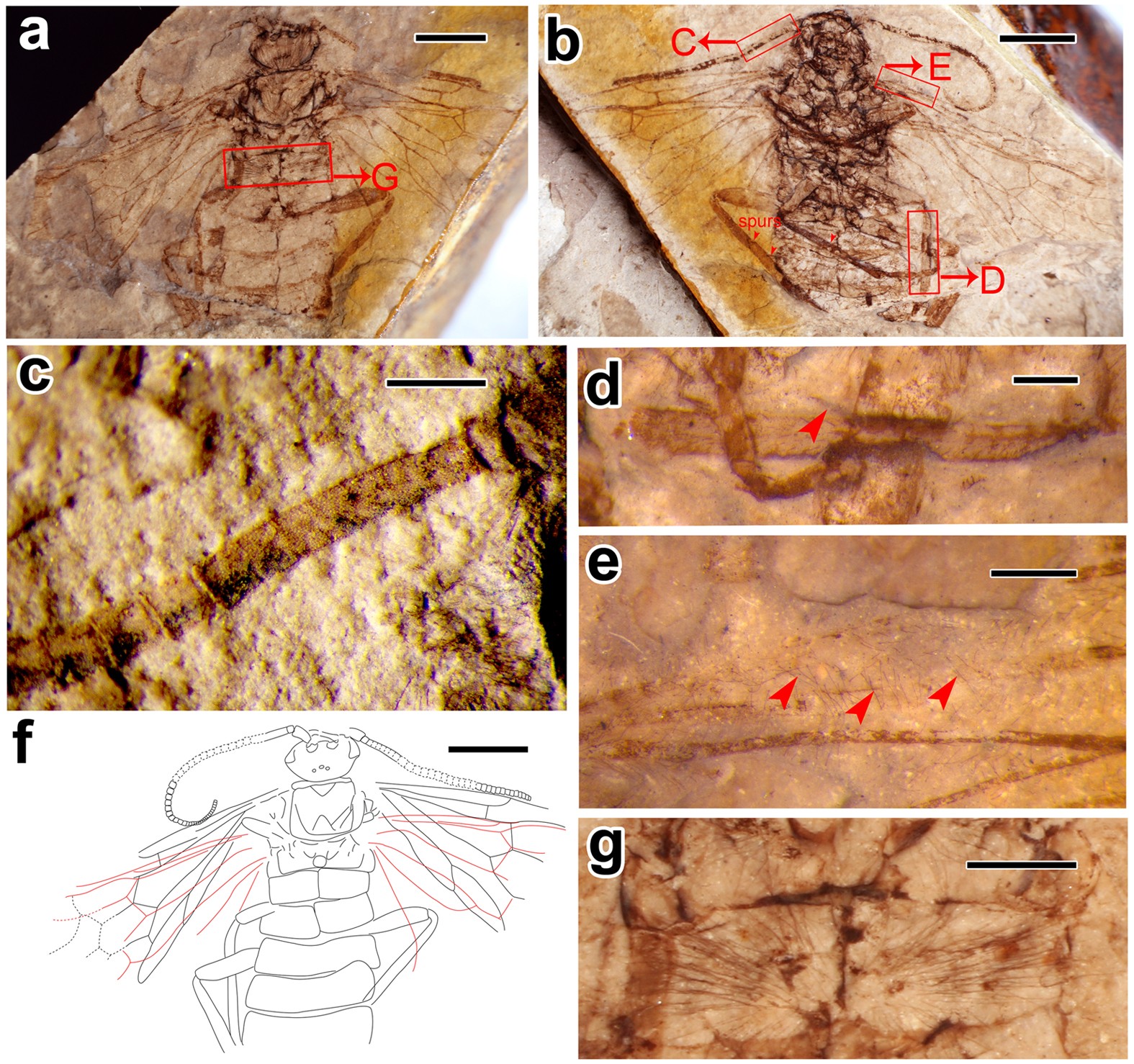 Figure 2: Mirolyda hirta gen. et sp. n. Paratype, CNU-HYM-NN2012171 (p/c).