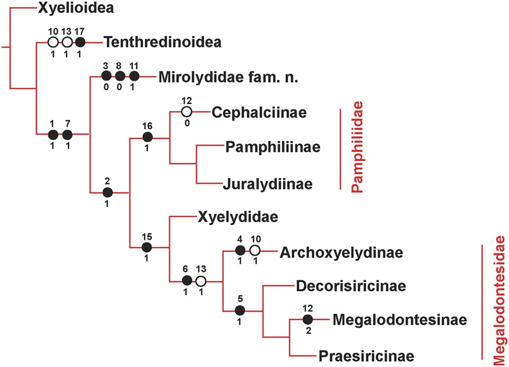 Figure 3: The strict consensus tree of phylogenetic analysis.