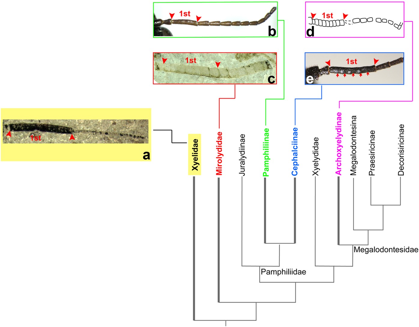 Figure 4: Cladistic relationships of Pamphilioidea modified from Fig. 3, with pattern of the antennae range among Pamphilioidea.