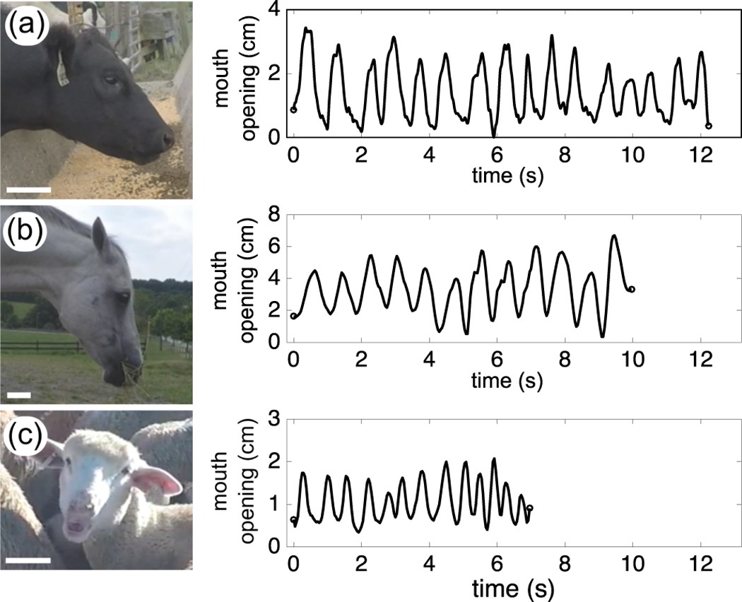 Physics of chewing in terrestrial mammals | Scientific Reports