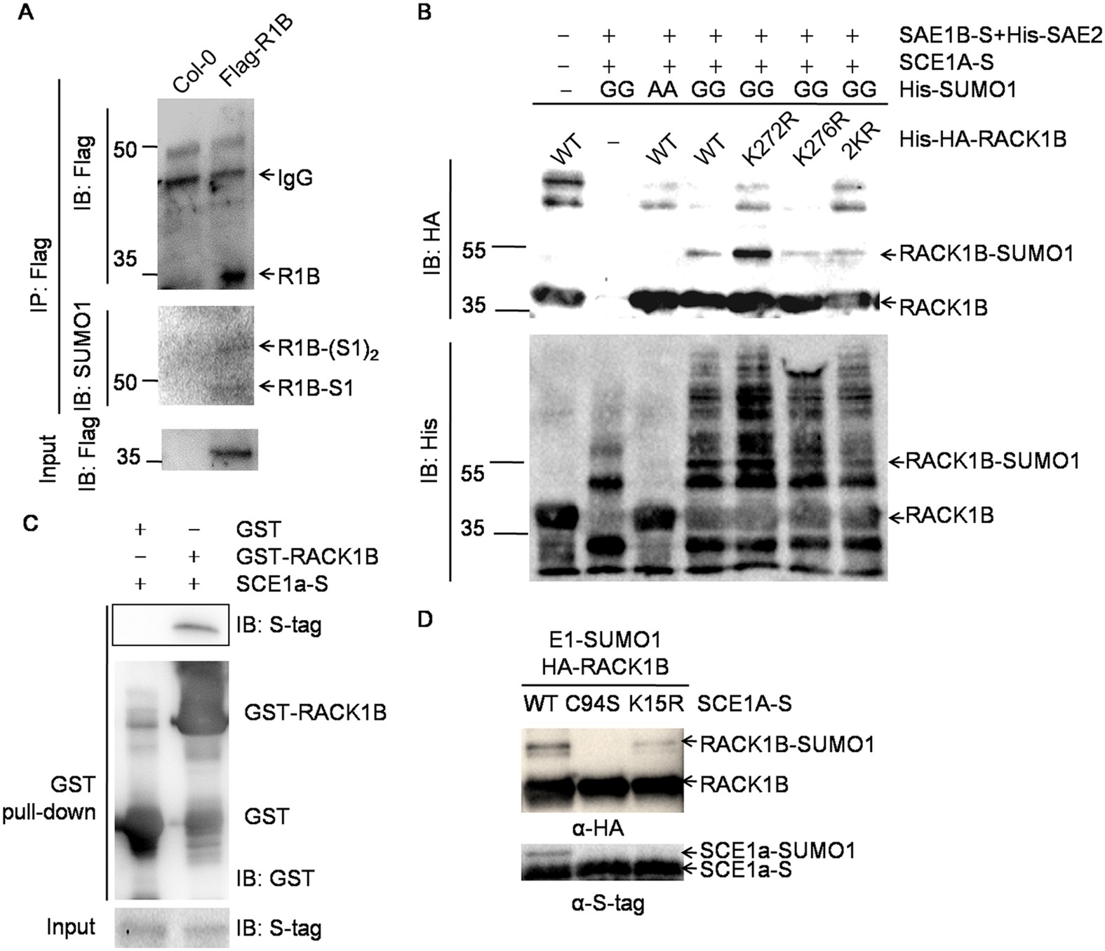Sumoylation Stabilizes Rack1b And Enhance Its Interaction