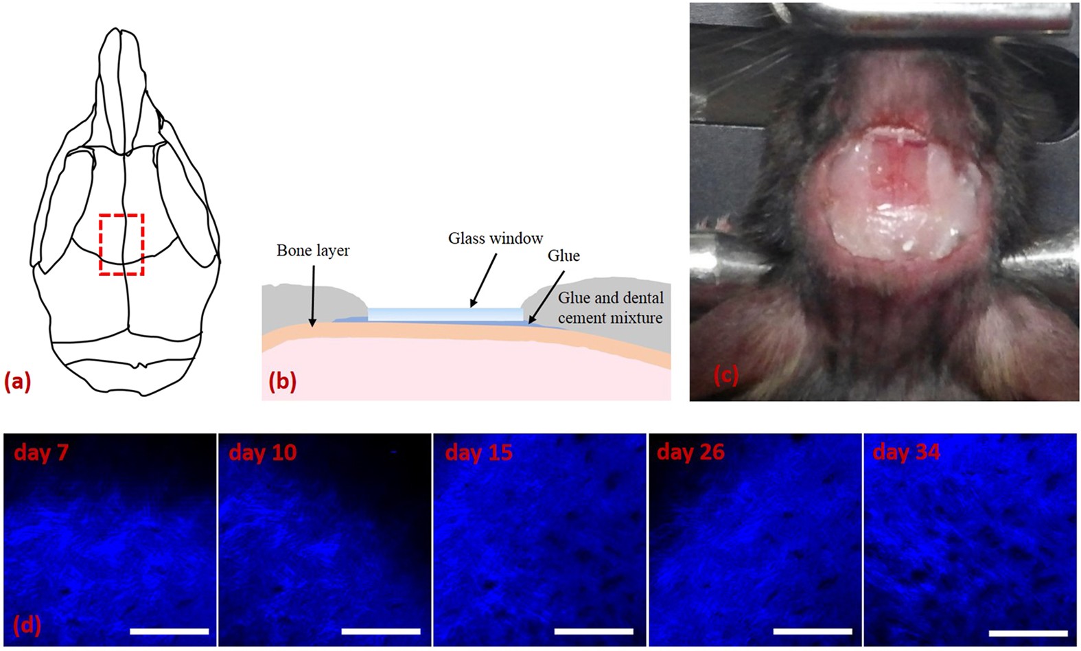 Minimally invasive longitudinal intravital imaging of cellular dynamics in  intact long bone