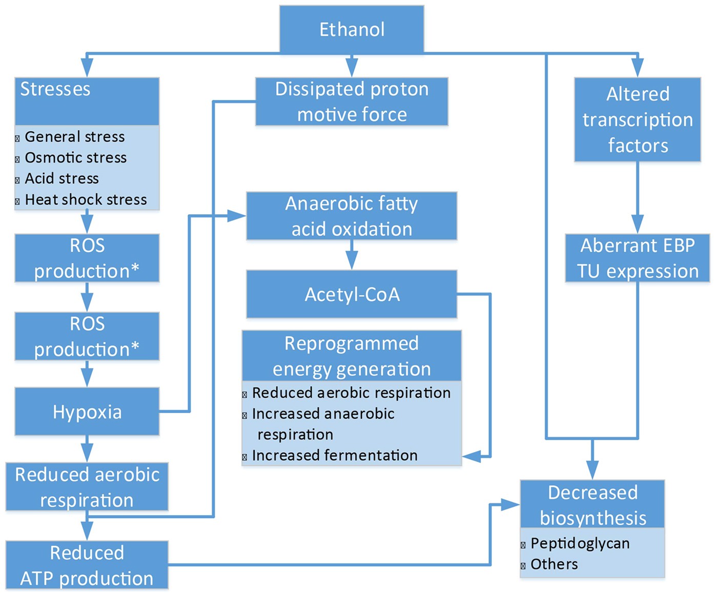 Systems-level understanding of ethanol-induced stresses and adaptation in  E. coli | Scientific Reports