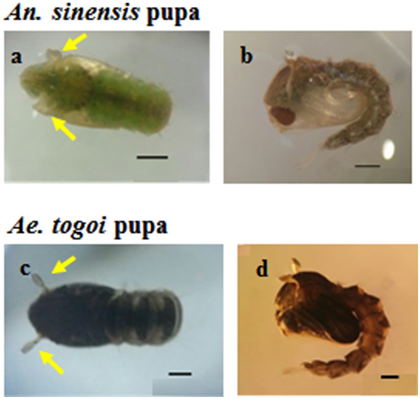 Three-dimensional structures of the tracheal systems of Anopheles sinensis  and Aedes togoi pupae | Scientific Reports