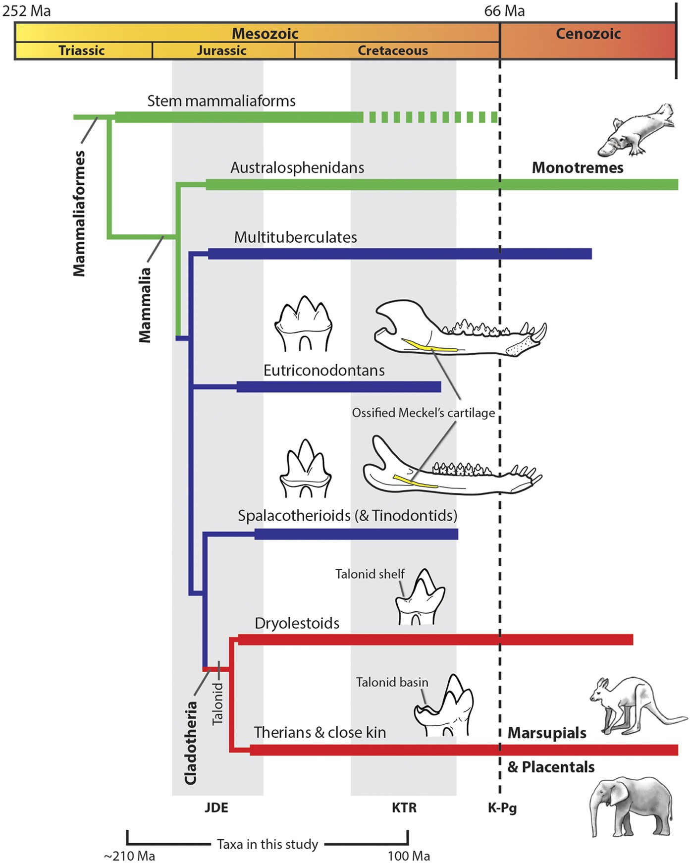 The origin and early evolution of metatherian mammals: the Cretaceous record