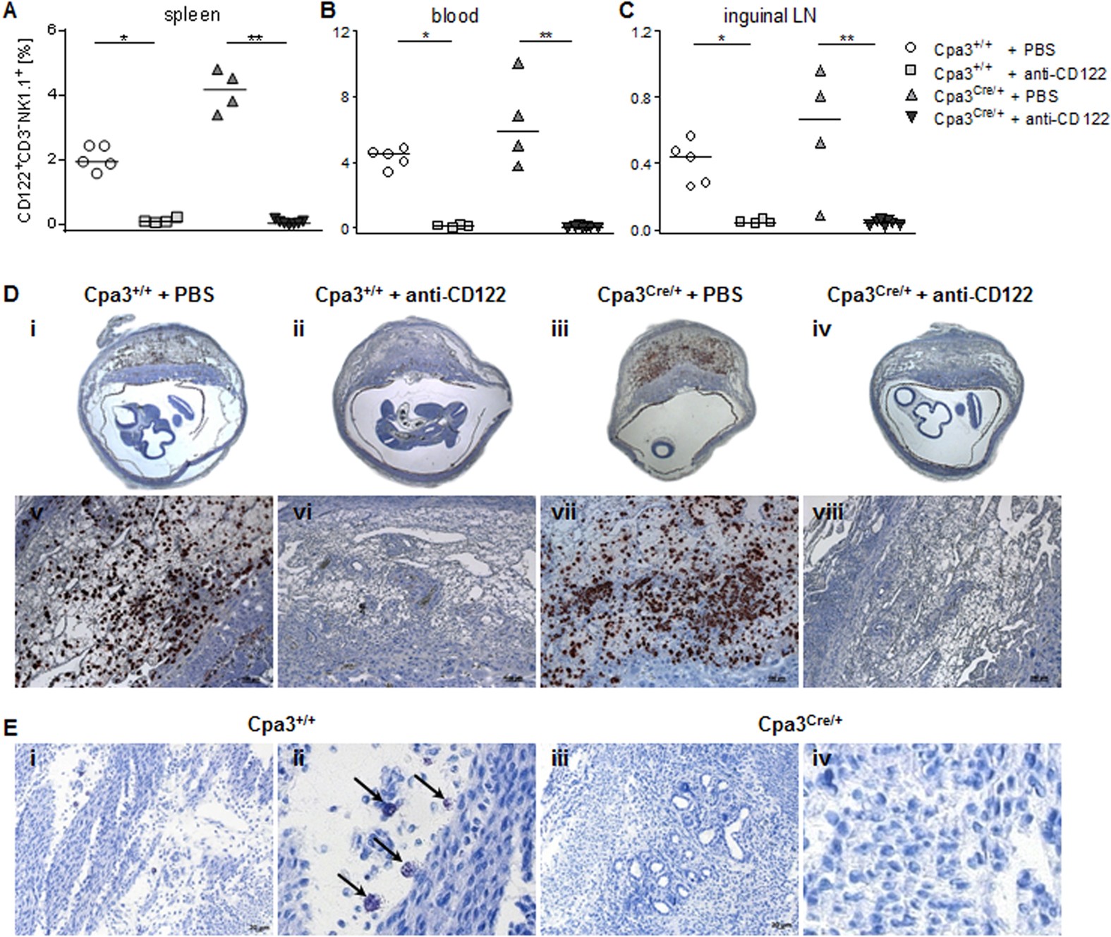 Chymase-producing cells of the innate immune system are required for  decidual vascular remodeling and fetal growth | Scientific Reports