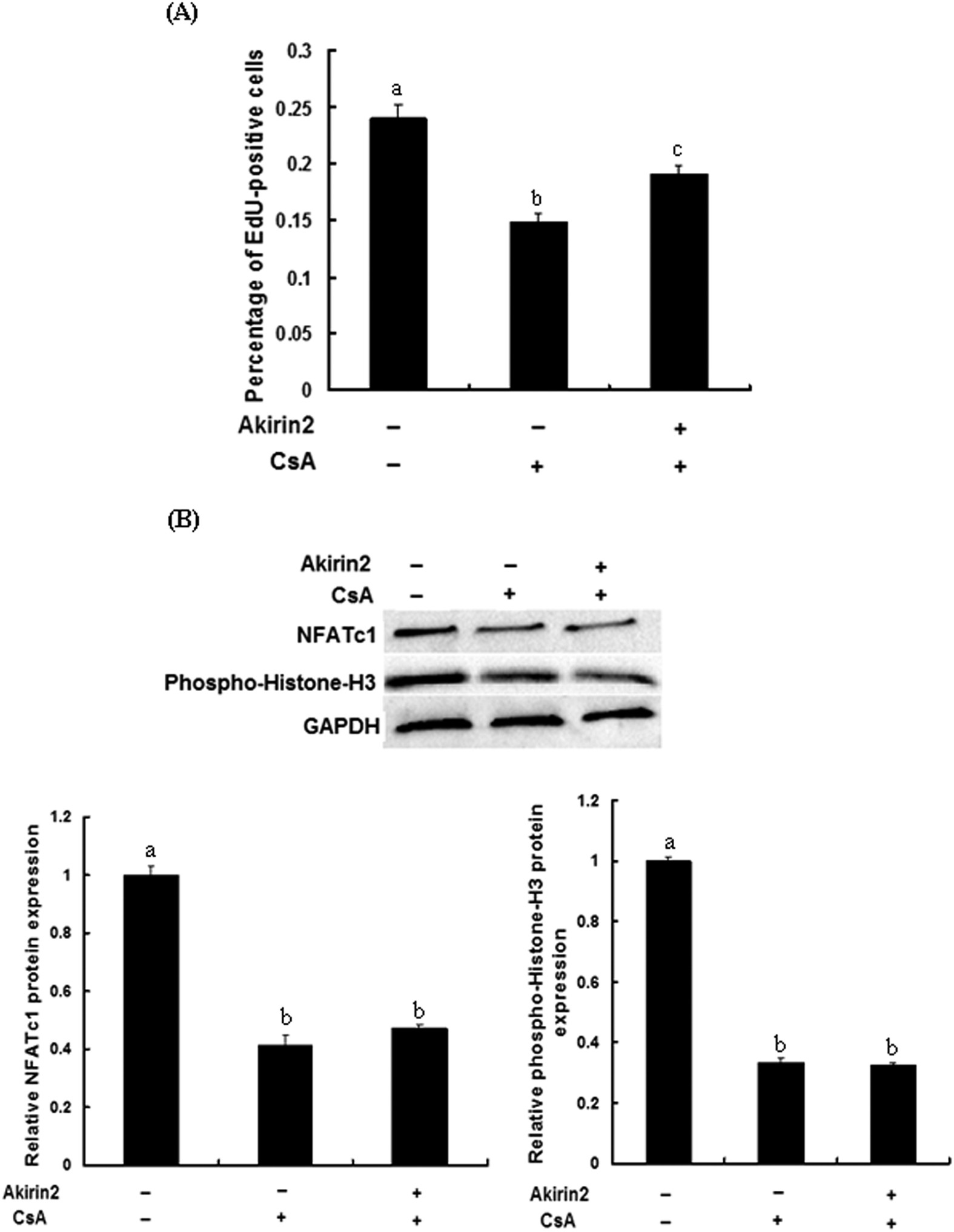 Figure 10: Akirin2 promotes porcine skeletal muscle satellite cells proliferation through NFATc1 signaling pathway.