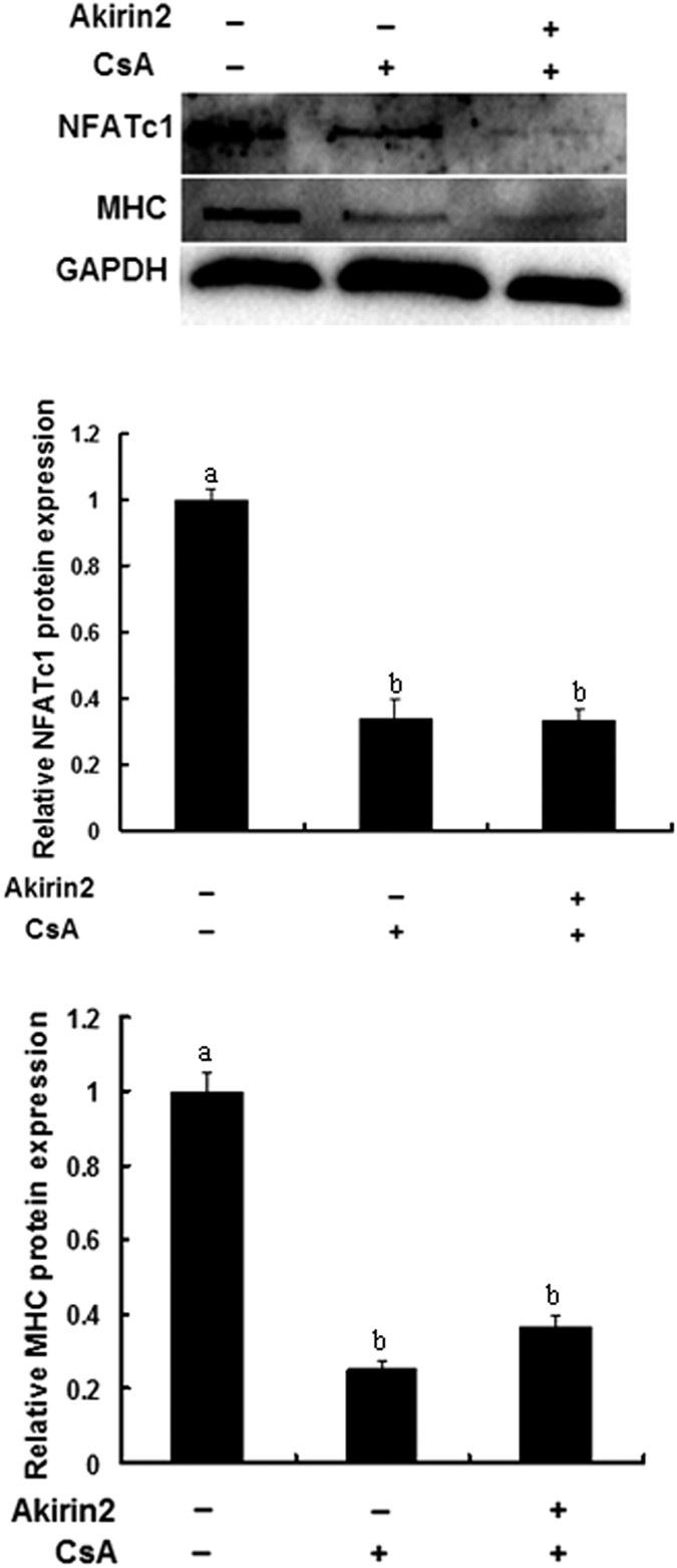 Figure 11: Akirin2 promotes porcine skeletal muscle satellite cells differentiation through NFATc1 signaling pathway.