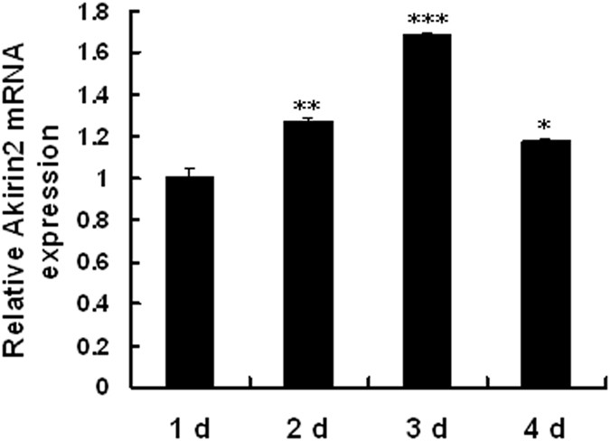 Figure 1: Relative expression of Akirin2 mRNA during porcine skeletal muscle satellite cells proliferation.