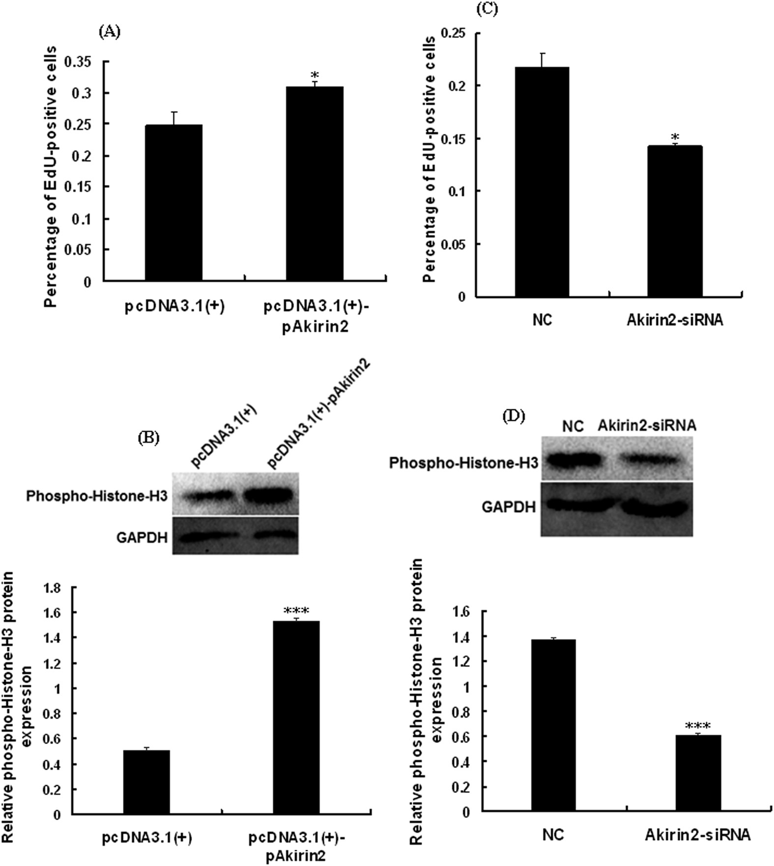 Figure 4: Effect of Akirin2 overexpression and Akirin2 silencing on the proliferation of porcine skeletal muscle satellite cells.