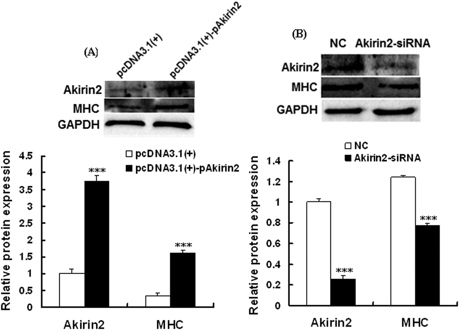 Figure 5: Effect of Akirin2 overexpression and Akirin2 silencing on the differentiation of porcine skeletal muscle satellite cells.