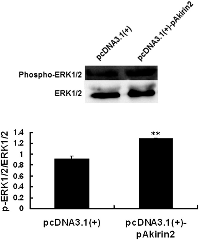 Figure 6: Akirin2 activates ERK1/2 signaling pathway in proliferating porcine skeletal muscle satellite cells.