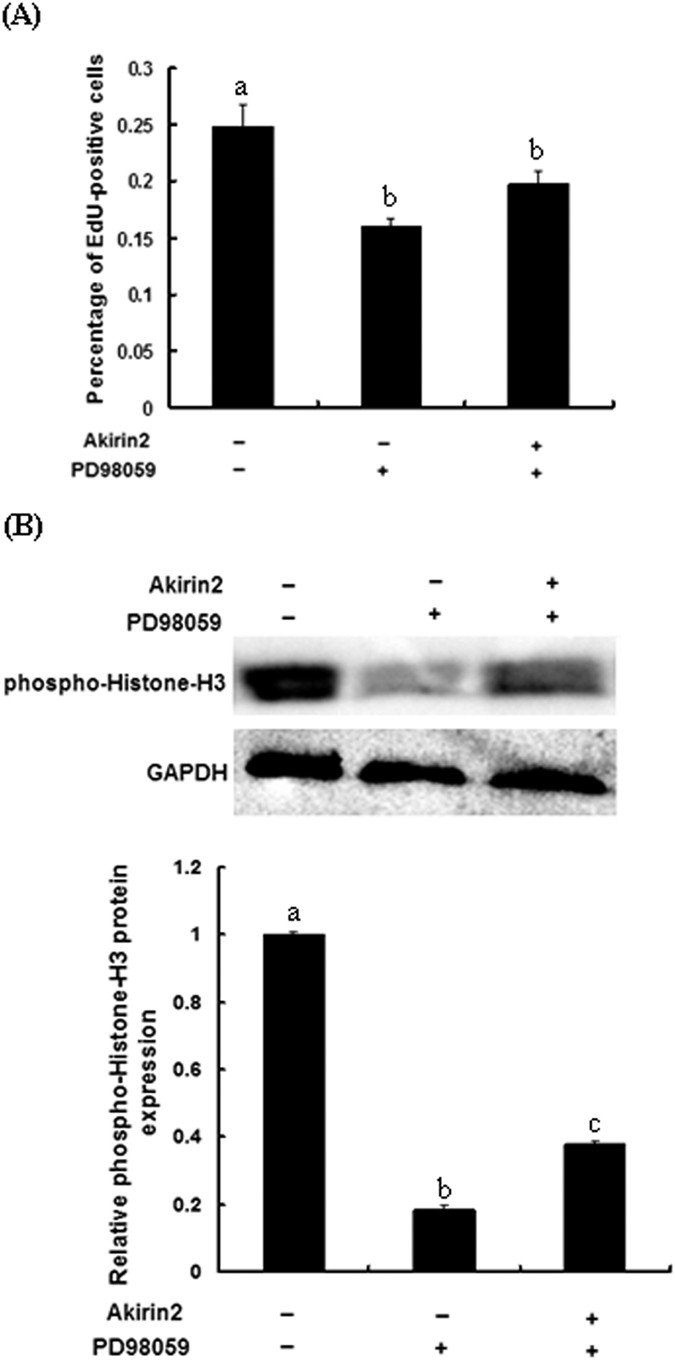 Figure 7: Akirin2 promotes porcine skeletal muscle satellite cells proliferation through ERK1/2 signaling pathway.