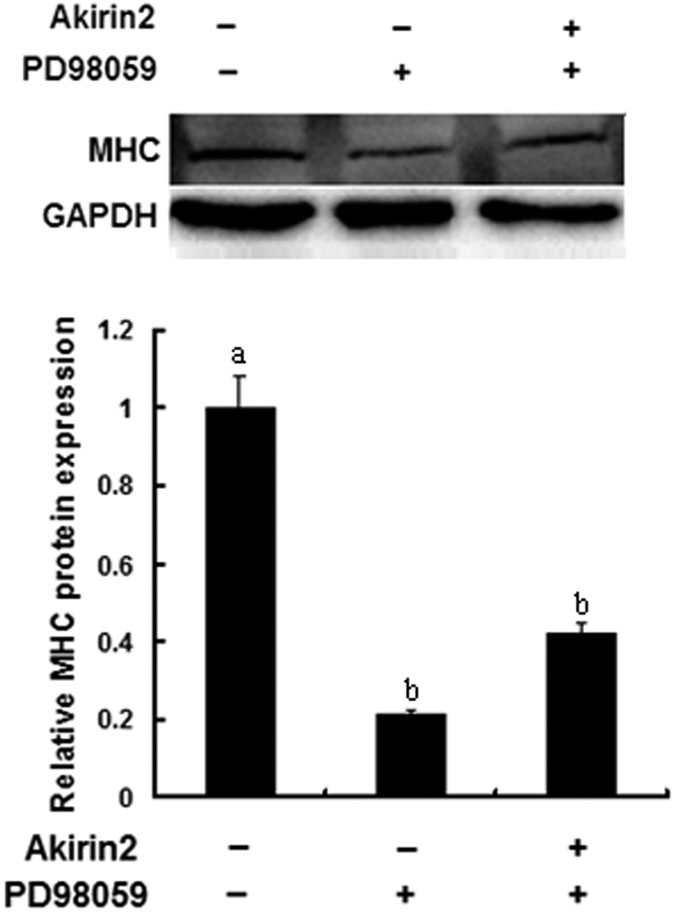 Figure 8: Akirin2 promotes porcine skeletal muscle satellite cells differentiation through ERK1/2 signaling pathway.