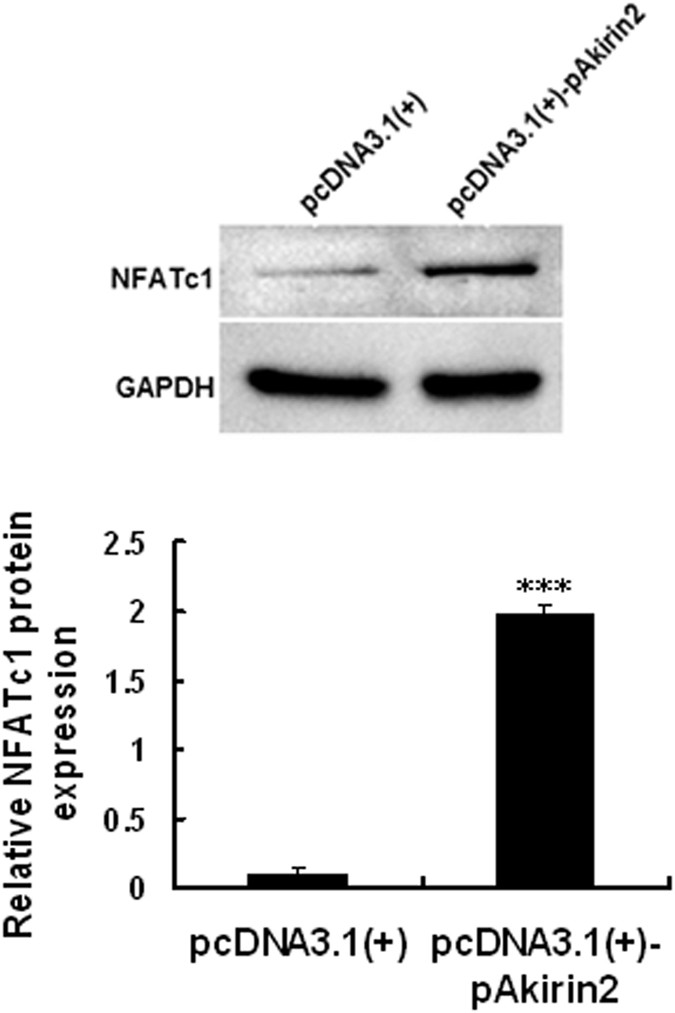 Figure 9: Akirin2 activates NFATc1 signaling pathway in proliferating porcine skeletal muscle satellite cells.