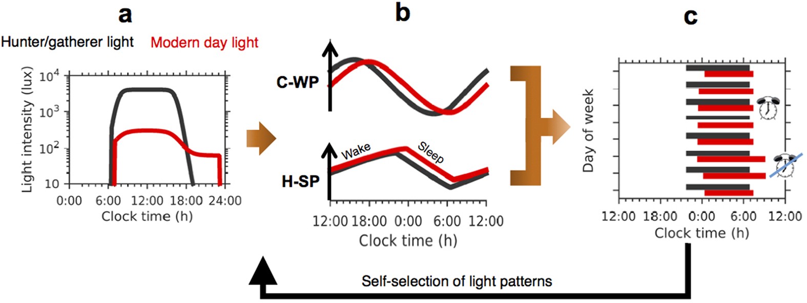 The effects of self-selected light-dark cycles and social constraints on  human sleep and circadian timing: a modeling approach | Scientific Reports
