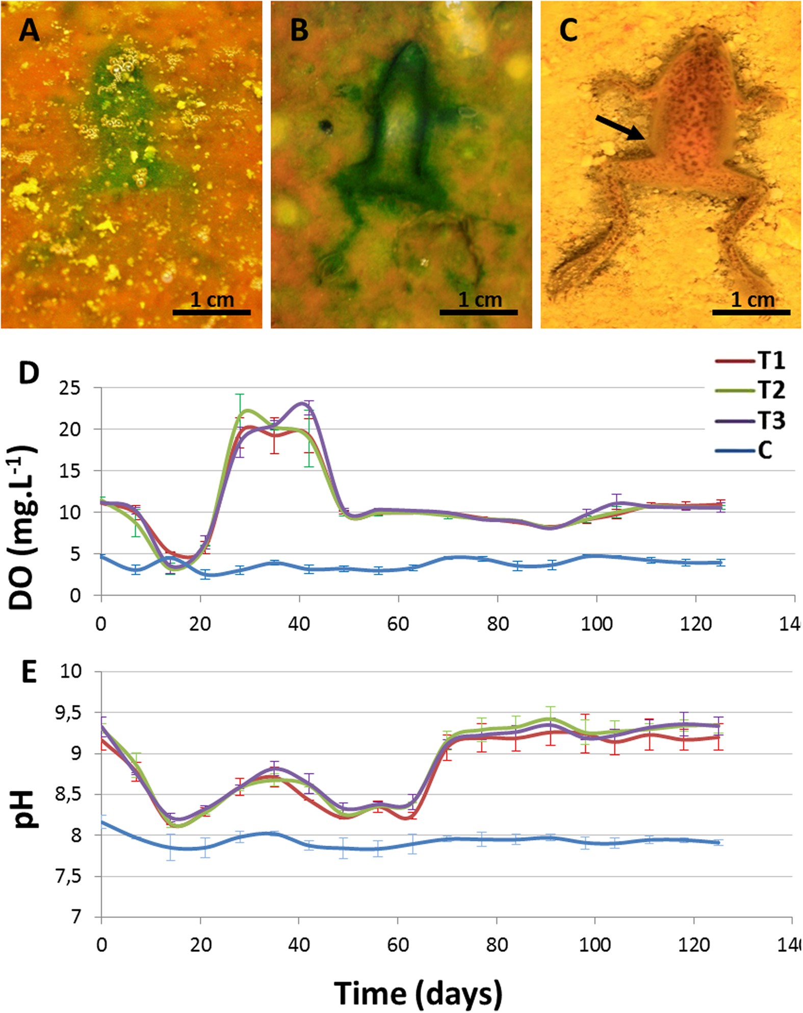 The Effect Of Microbial Mats In The Decay Of Anurans With Implications For Understanding Taphonomic Processes In The Fossil Record Scientific Reports The Effect Of Microbial Mats In The Decay Of Anurans With Implications For Understanding Taphonomic Processes In The Fossil Record Scientific Reports