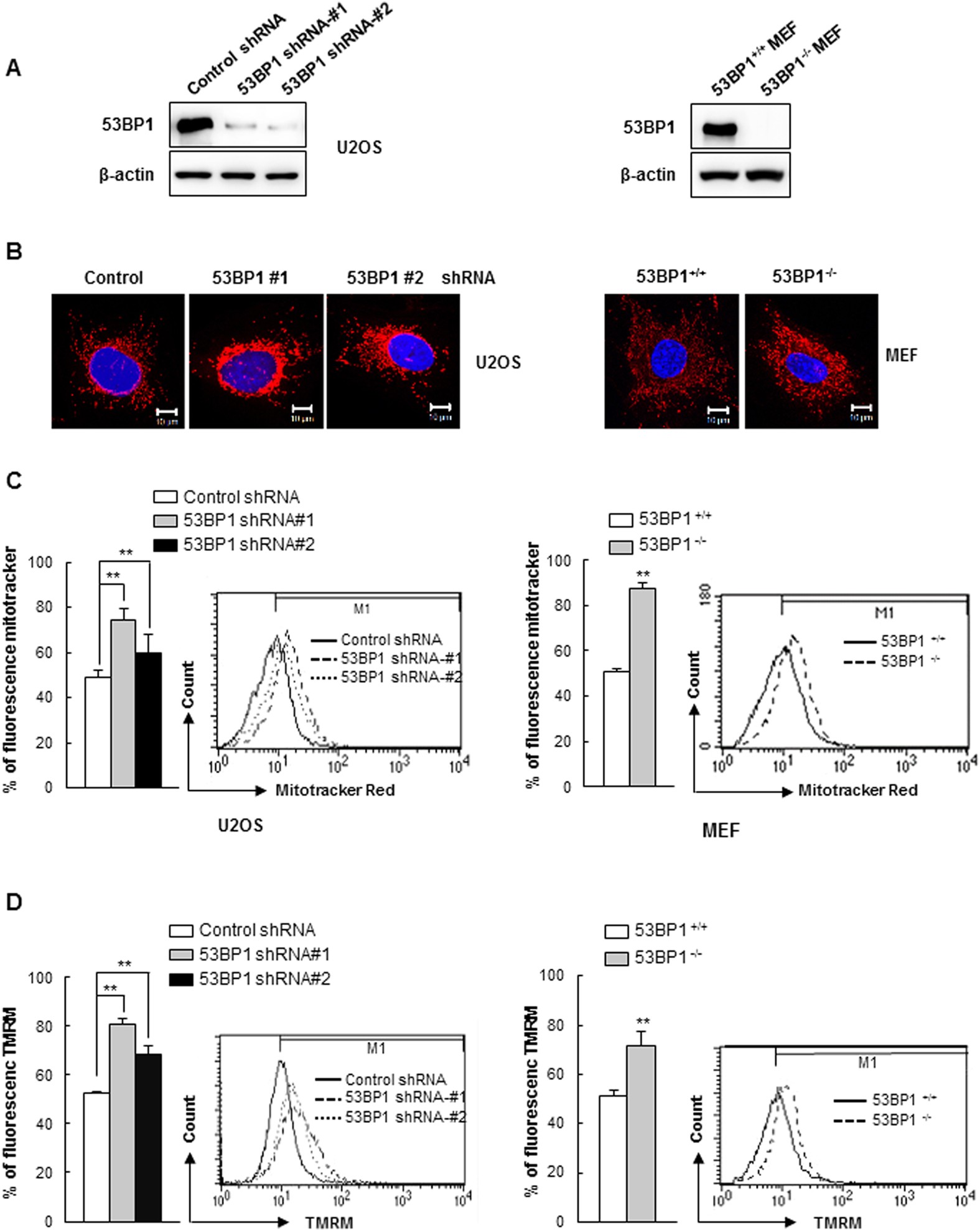 53bp1 Contributes To Regulation Of Autophagic Clearance Of Mitochondria Scientific Reports