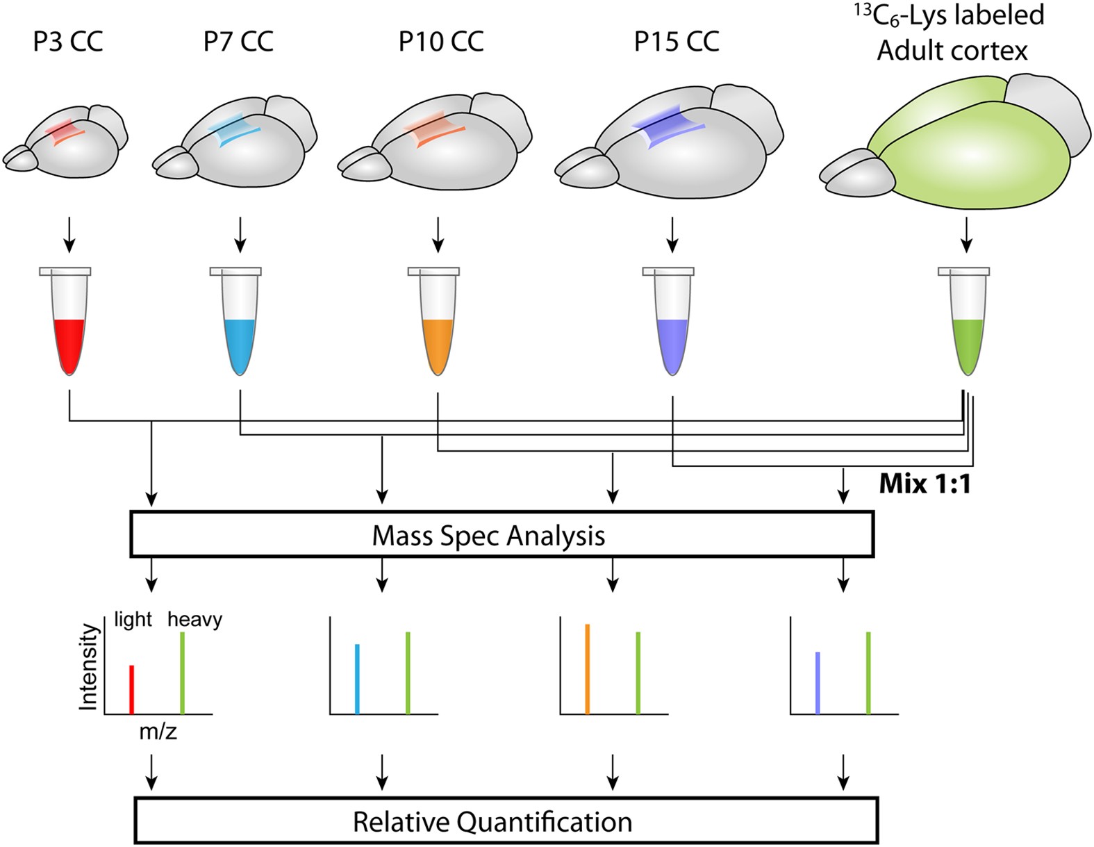 Proteome dynamics during postnatal mouse corpus callosum development |  Scientific Reports