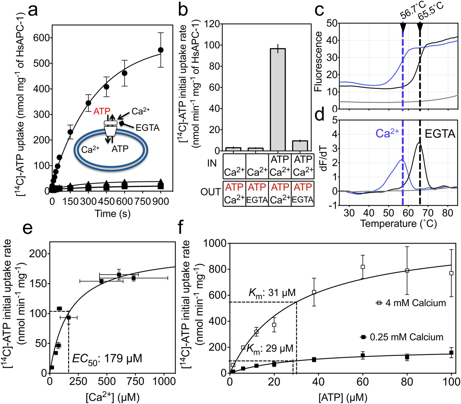 Calcium regulation of the human mitochondrial ATP-Mg/Pi carrier SLC25A24  uses a locking pin mechanism | Scientific Reports
