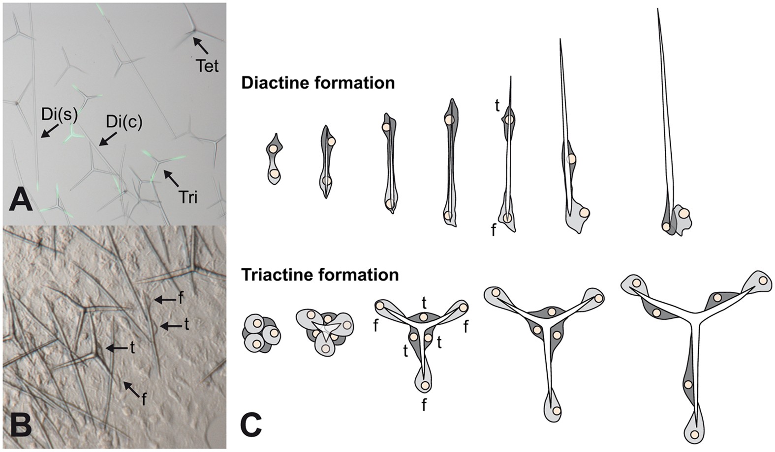 Кремниевые спикулы. + 40 мл. Spicule x u plus. Набор meso spicule tox (8 мл. Spicules перевод.