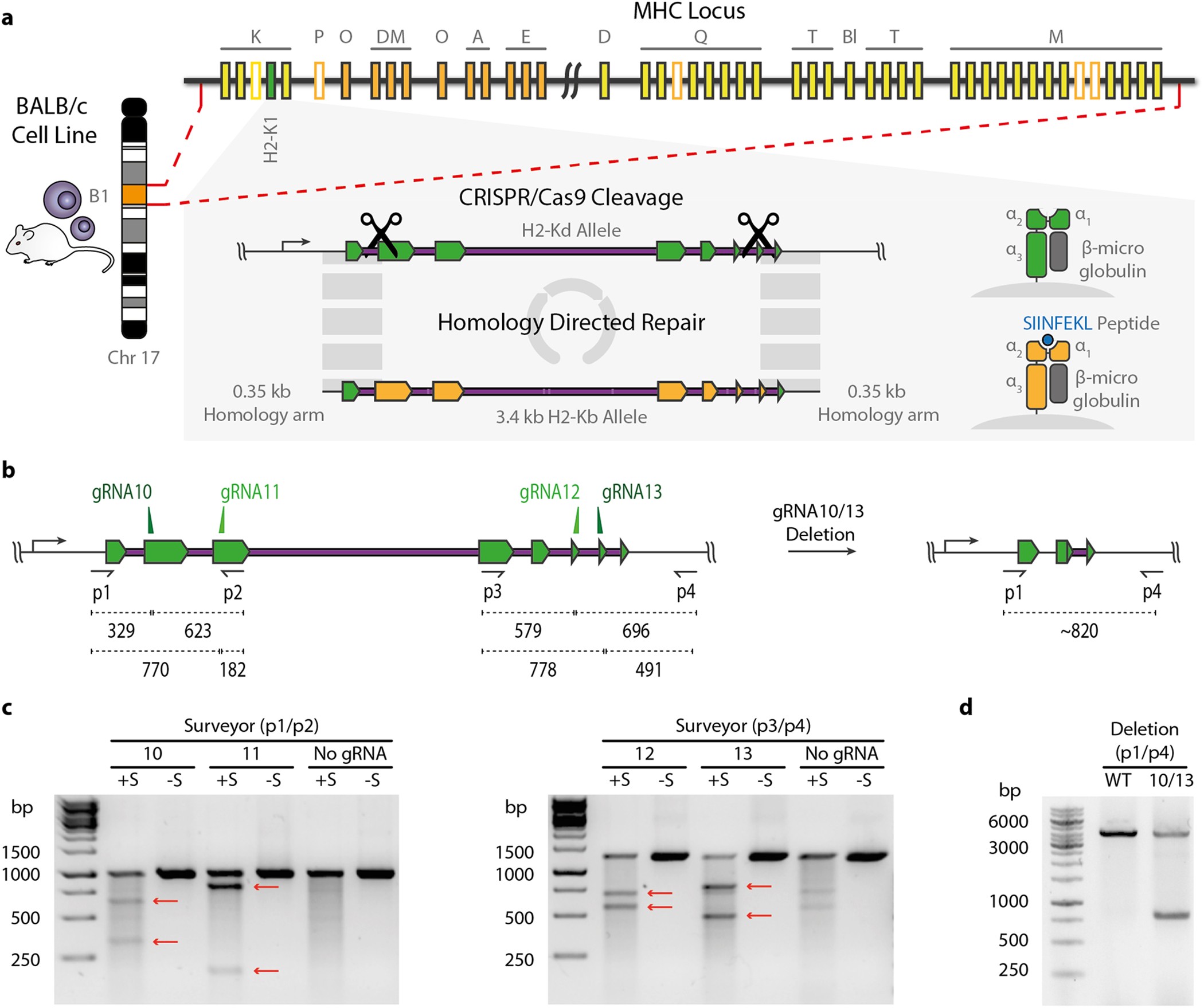 Reprogramming Mhc Specificity By Crispr Cas9 Assisted Cassette Exchange Scientific Reports