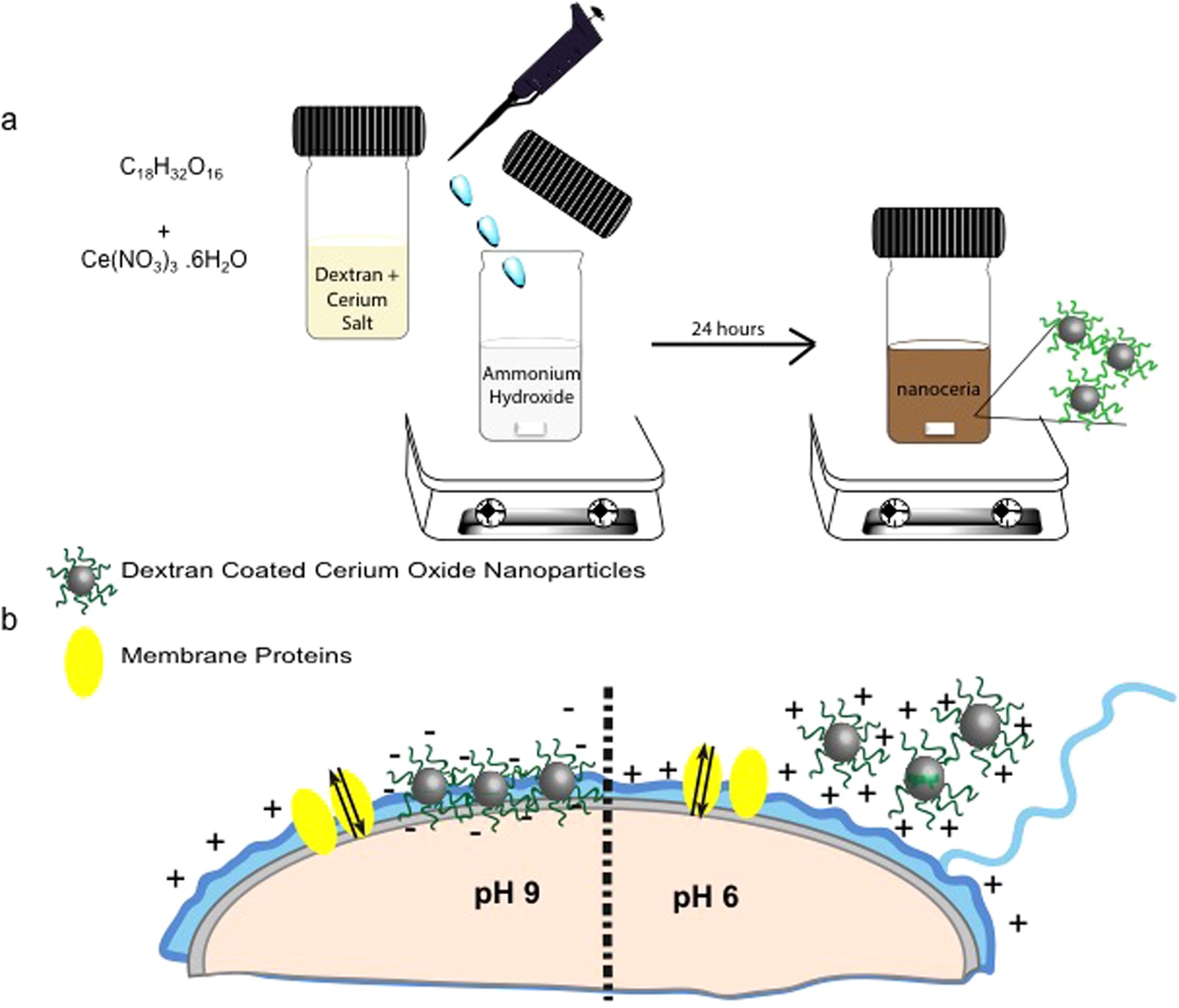 pH-Controlled Cerium Oxide Nanoparticle Inhibition of Both Gram
