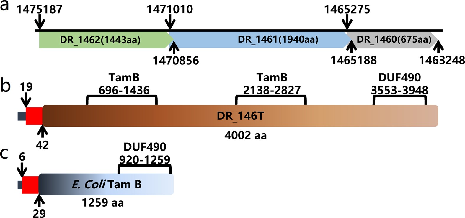 Accumulation of Mn(II) in Deinococcus radiodurans Facilitates