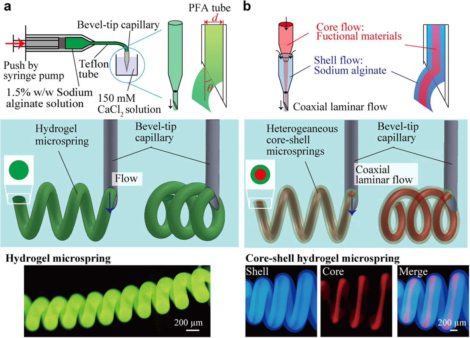 Functionalized Core Shell Hydrogel Microsprings By Anisotropic Gelation With Bevel Tip Capillary Scientific Reports